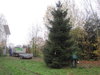 Weihnachtsbaum-2013-001