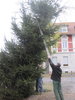 Weihnachtsbaum-2013-006