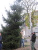 Weihnachtsbaum-2013-007