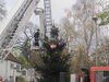 Weihnachtsbaum-2013-022